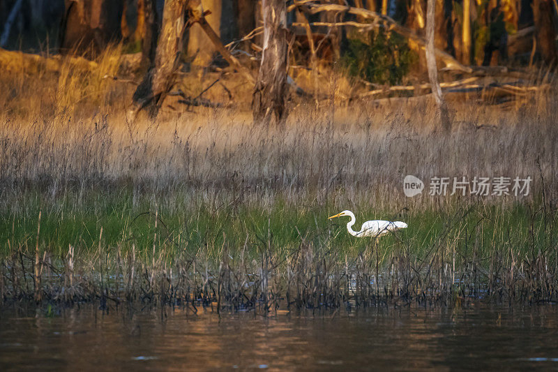 东大白鹭，Ardea modesta，在湖布罗德沃特保护公园。